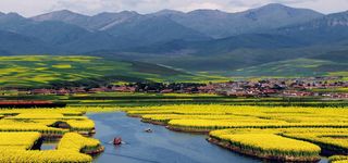 油菜花田唯美海报背景高清