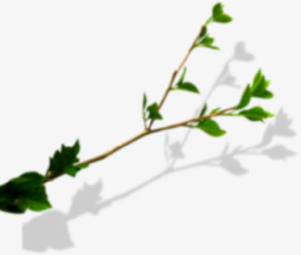 模糊的绿叶png素材免抠