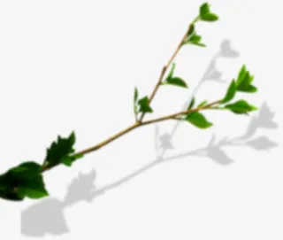 模糊的绿叶png素材免抠