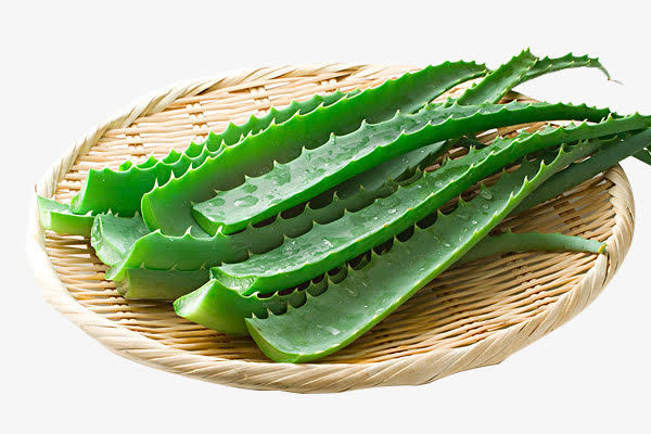 芦荟免抠