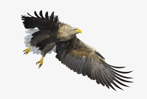 翱翔的海雕免抠