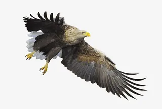 翱翔的海雕免抠