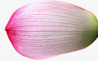 荷花花瓣透明免抠