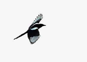 喜鹊动物图片免抠