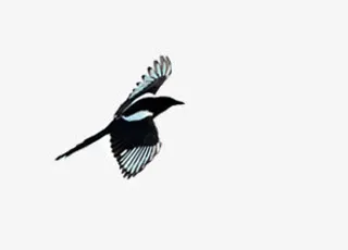 喜鹊动物图片免抠