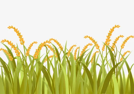 卡通稻谷稻田免抠