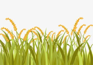 卡通稻谷稻田免抠