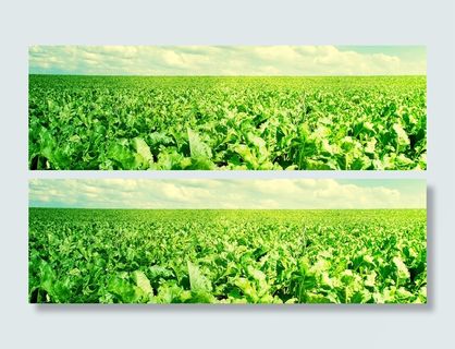 菜地 绿色背景高清