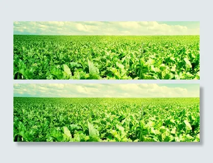 菜地 绿色背景高清 菜地 绿色背景高清