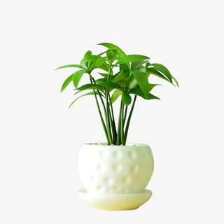 室内清新绿植免抠