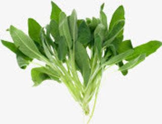 春天清新植物嫩芽免抠