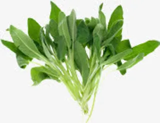 春天清新植物嫩芽免抠