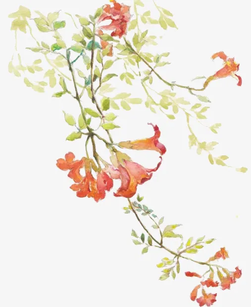 手绘花朵免抠