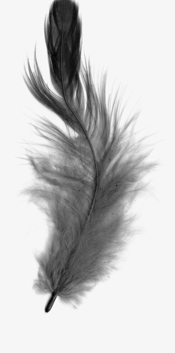 羽毛羽毛羽毛羽毛羽毛羽毛免抠