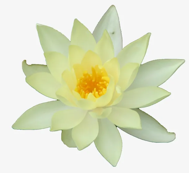 绽放白色嫩黄花瓣睡莲免抠