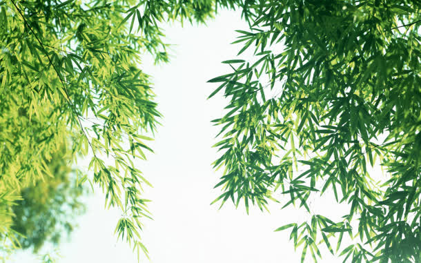 阳光蓝天竹林竹叶免抠