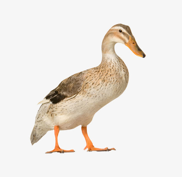 农家鸭免抠装饰动物元素