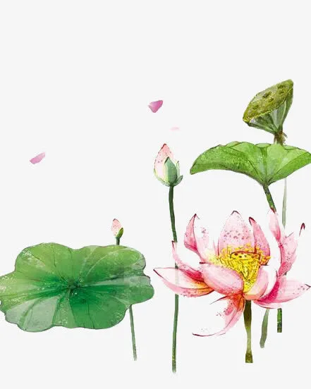 荷花免抠