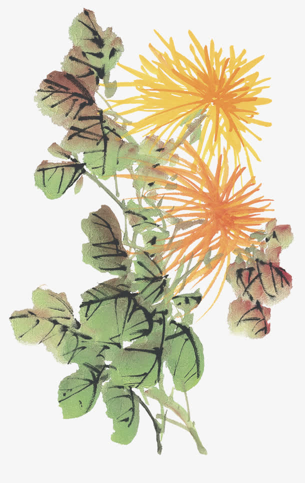 素描菊花免抠