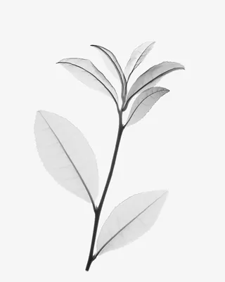 手绘茶枝叶免抠