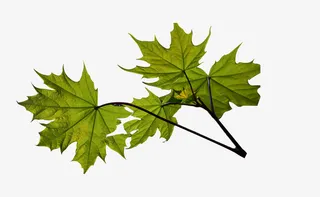 绿色偏暗春天叶子枫叶漂浮元素免抠