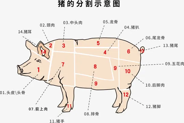 猪的分割示意图免抠