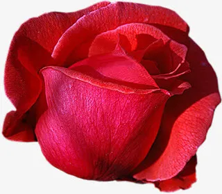 粉花鲜艳玫瑰花免抠