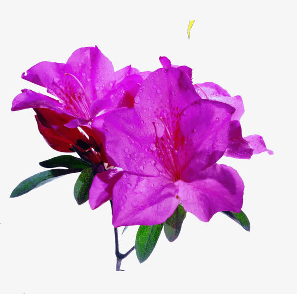 花免抠