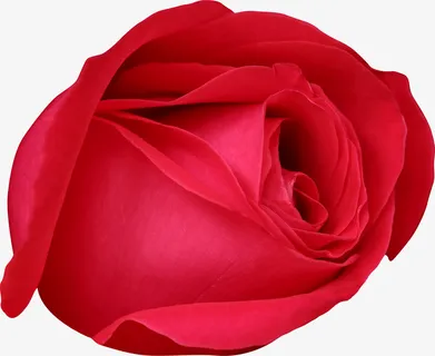 红玫瑰装饰免抠