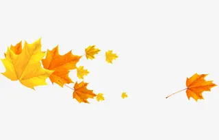 秋天的红色枫叶4免抠动植物植物元素