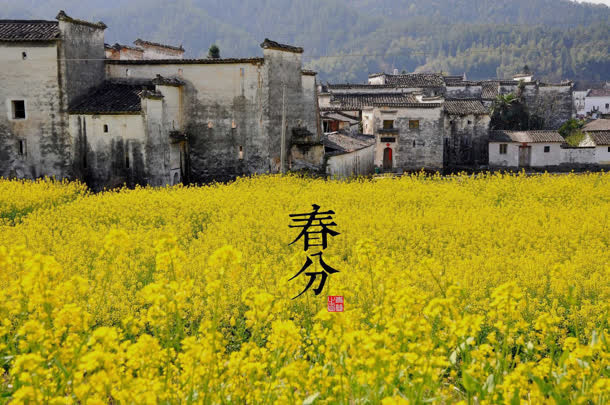 春分黄花的海洋背景免抠背景banner海报元素