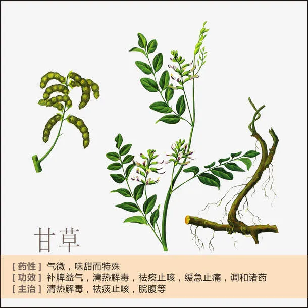 甘草简介免抠