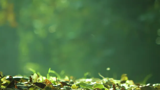 小草落叶高清壁纸免抠