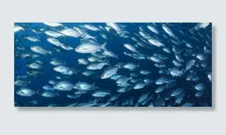 鱼群背景高清