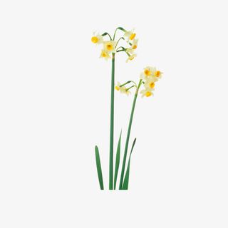 可爱的水仙免抠