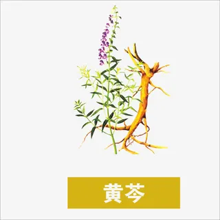 草药免抠 草药免抠