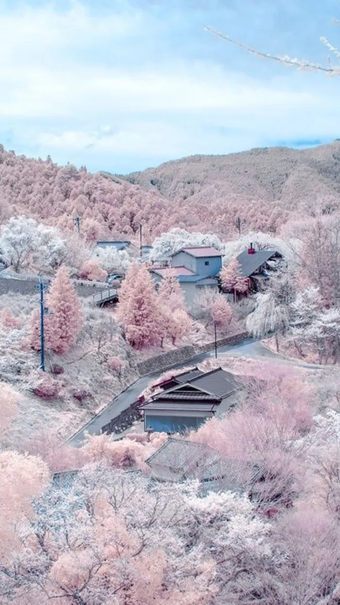 春天樱花APP手机端H5背景高清