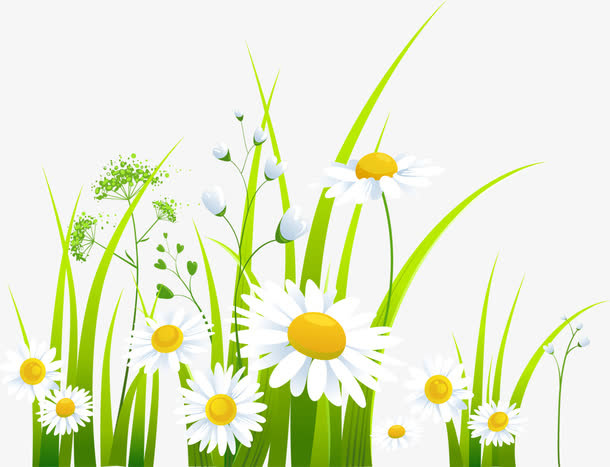 菊花免抠