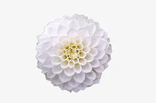 春天绿色白色绣球花免抠