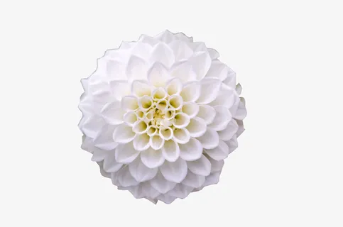 春天绿色白色绣球花免抠 春天绿色白色绣球花免抠