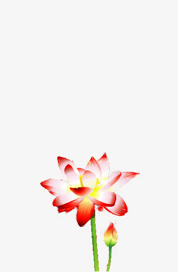 荷花免抠