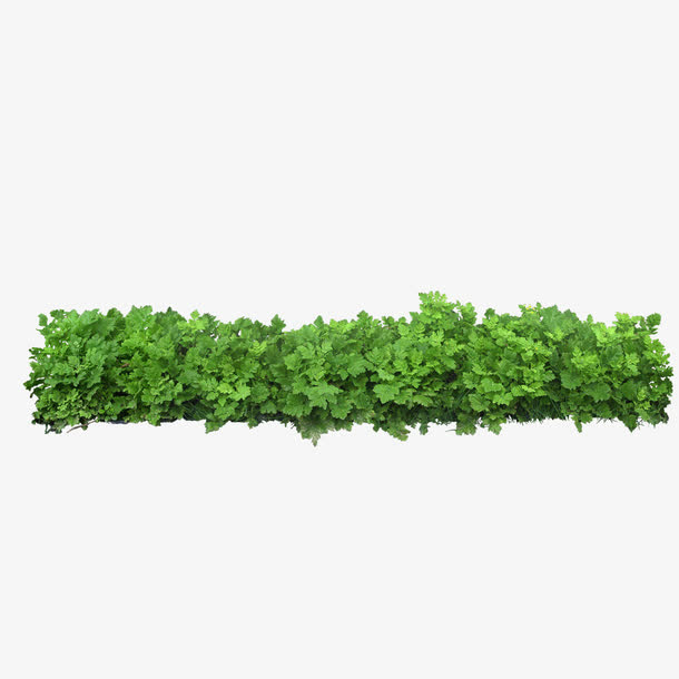 绿色植物免抠