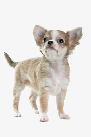 抬头的吉娃娃狗免抠