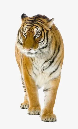 老虎免扣图片免抠