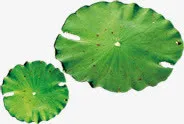 绿色荷叶池塘圆形免抠