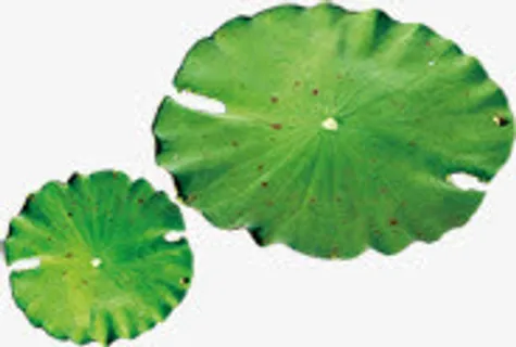 绿色荷叶池塘圆形免抠 绿色荷叶池塘圆形免抠