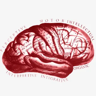 平面大脑艺术图免抠