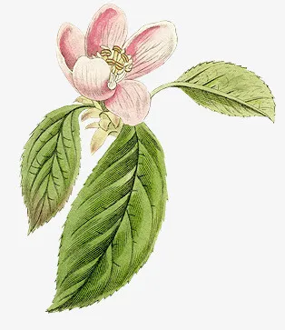 花朵免抠