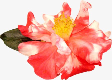 红色茶花免抠