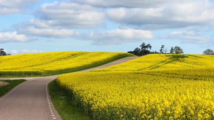 油菜花，公路，黄花，蓝天高清